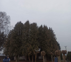 vyhledáno: hřbitov